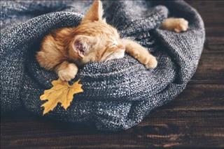 Tử vi Thứ 7 ngày 8/9/2018 của 12 con giáp: Tý vướng thị phi, Dần xui  bất ngờ