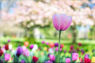 Tử vi thứ 6 ngày 1/2/2019 của 12 con giáp: Mão gặp tiểu nhân, Sửu nên cẩn trọng