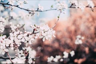 Tử vi tuần mới của 12 cung hoàng đạo (Tuần từ 21-27/1/2019): Cự Giải vội vàng, Bảo Bình mơ mộng