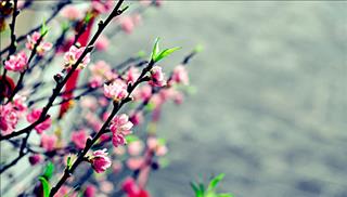 Tử vi tuần mới từ 11 – 17/2/2019 của 12 con giáp: Thân phiền muộn, Ngọ được bình yên