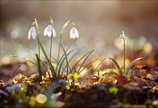 Ngày lập xuân 2019 là ngày nào?