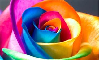 MÀU SẮC PHONG THỦY 2019 cho 12 con giáp tiền đầy túi mà tình đầy tim, ngồi im cũng có người cất nhắc