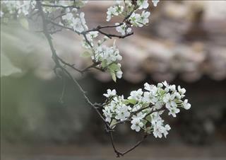 Tử vi tuần mới từ 18 – 24/2/2019 của 12 con giáp: Mùi buồn bực, Dậu tháo vát