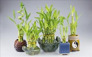 Bài trí cây cảnh giúp ích cho việc học