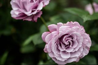 Tử vi thứ 7 ngày 5/1/2019 của 12 cung hoàng đạo: Ma Kết tham vọng, Nhân Mã tự lừa dối