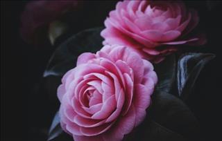 Tử vi Thứ 7 ngày 19/1/2019 của 12 con giáp: Thân lắm tiền, Thìn hanh thông