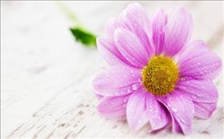 Tử vi Thứ 5 ngày 17/10/2019 của 12 cung hoàng đạo: Hổ Cáp linh hoạt, Song Tử chán nản