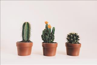 Tử vi thứ 3 ngày 5/11/2019 của 12 con giáp: Thìn vui vẻ, Ngọ có sai sót