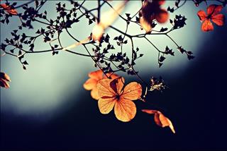 Tử vi thứ 6 ngày 25/10/2019 của 12 con giáp: Tý minh mẫn, Dần cãi vã