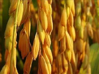 Kỳ lạ giấc mơ về hạt thóc, điềm báo quý nhân phù trợ