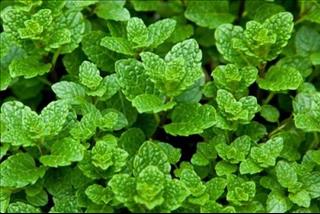 Các loại rau xuất hiện trong giấc mơ có ý nghĩa gì?