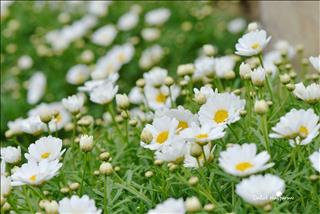 Tử vi tuần mới từ 7 – 13/10/2019 của 12 con giáp: Mùi vẫn có duyên, Tý tiền đầy nhà