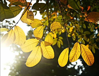 Tử vi Thứ 4 ngày 9/10/2019 của 12 cung hoàng đạo: Ma Kết tự tin, Xử Nữ suy diễn