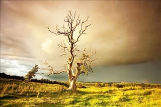 Thiên can Tân - Số mệnh cuộc đời có nét gì nổi bật?