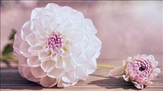 Tử vi Thứ 2 ngày 11/11/2019 của 12 cung hoàng đạo: Bảo Bình kiên nhẫn, Nhân Mã bốc đồng