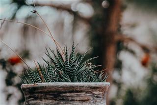 Tử vi thứ 5 ngày 26/12/2019 của 12 con giáp: Mão ngạo mạn, Dậu áp lực