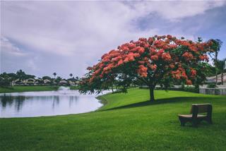 Tử vi tuần mới từ 9 - 15/12/2019 của 12 con giáp: Dần phát tài, Thìn khắc khẩu