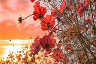 Tử vi Thứ 3 ngày 5/3/2019  của 12 con giáp: Sửu sáng tạo, Dần nhiều lộc lá