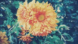 Tử vi Thứ 4 ngày 27/2/2019 của 12 cung hoàng đạo: Song Tử chớ vội, Xử Nữ nên thử sức mình