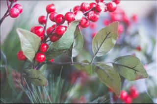 Tử vi tuần mới từ 25 – 31/3/2019 của 12 con giáp: Dần buồn tình, Tị mâu thuẫn