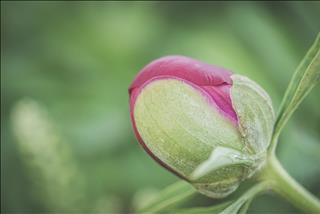 Tử vi thứ 2 ngày 25/3/2019 của 12 con giáp: Dần được lộc, Tuất quyết đoán