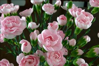 Tử vi thứ 6 ngày 29/3/2019 của 12 con giáp: Mão bất ngờ, Tý có quý nhân