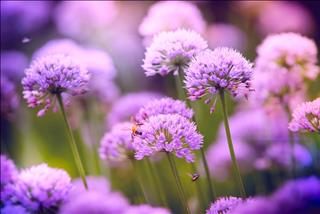 Tử vi tuần mới 12 con giáp 15-21/4/2019: Ngọ ổn định, Mùi mất tiền