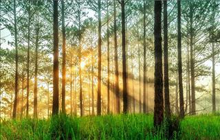 TIN TỨC TỔNG HỢP ngày 5/3/2019: Quý Mùi, Ất Dậu nên thận trọng