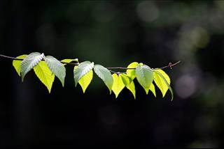 Tử vi tuần mới từ 11 – 17/3/2019 của 12 con giáp: Tuất hoang mang, Tý dễ mất tiền