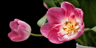 Tử vi thứ 2 ngày 15/4/2019 của 12 con giáp: Sửu chán nản, Ngọ nên bình tĩnh