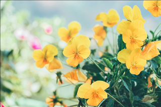 Tử vi thứ 6 ngày 26/4/2019 của 12 con giáp: Tý quyết đoán, Sửu gặp tiểu nhân