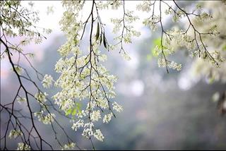 Dự báo thời tiết 3 ngày tới 6-8/4: Mưa rào và dông rải rác ở cả ba miền đất nước