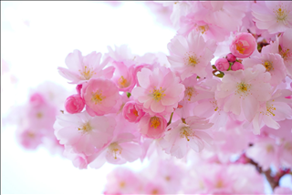 Tử vi thứ 2 ngày 8/4/2019 của 12 con giáp: Tị bất an, Tuất rủng rỉnh tiền tiêu