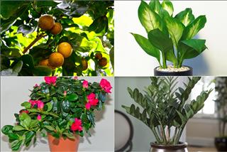 Mua cây phong thủy nhất định lưu ý những cây cảnh có độc này