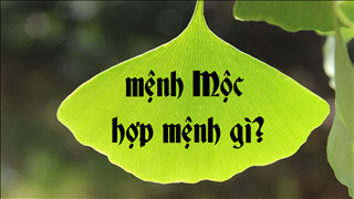 Mệnh Mộc hợp mệnh gì? Mệnh Mộc nên hợp tác hay nên duyên vợ chồng với mệnh nào?