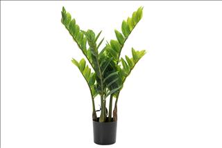 Cách trồng chăm sóc cây Kim Tiền cho gia đình đón tài rước lộc