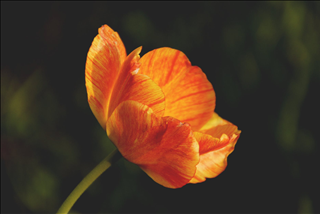 Tử vi thứ 2 ngày 6/5/2019 của 12 con giáp: Hợi hạnh phúc, Sửu gặp tiểu nhân