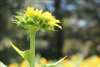 Tử vi tuần mới từ 6 – 12/5/2019 của 12 con giáp: Mùi vượng tình duyên, Tý dễ thăng tiến