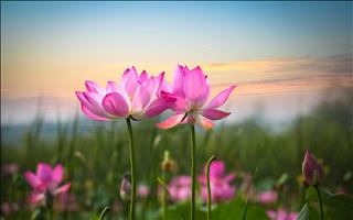 Tử vi Thứ 5 ngày 13/6/2019 của 12 cung hoàng đạo: Bạch Dương đòi hỏi, Song Tử cả tin