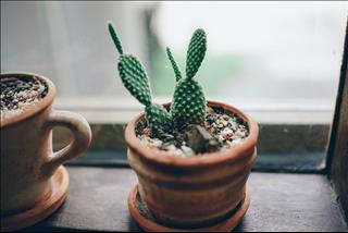 Tử vi thứ 4 ngày 26/6/2019 của 12 con giáp: Ngọ hiếu thắng, Tuất hạnh phúc