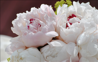 Tử vi Chủ nhật ngày 23/6/2019 của 12 con giáp: Tý mất duyên, Hợi chủ động