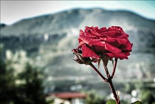 Tử vi Thứ 7 ngày 29/6/2019 của 12 cung hoàng đạo: Xử Nữ sai lầm, Sư Tử bình thản