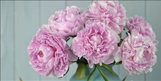 Tử vi thứ 6 ngày 5/7/2019 của 12 con giáp: Tuất đi đúng đường, Dần nên mở lòng