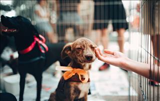 Tử vi thứ 3 ngày 23/7/2019 của 12 con giáp: Hợi thất vọng, Thìn điềm đạm