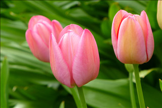 Tử vi thứ 6 ngày 19/7/2019 của 12 con giáp: Mão nhạy bén, Ngọ dễ tính