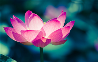 Tử vi Thứ 2 ngày 22/7/2019 của 12 con giáp: Mão nhiều tiền, Sửu công danh vượng