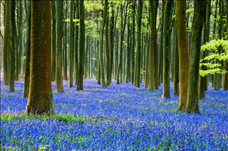 Tử vi tuần mới từ 29/7 – 4/8/2019 của 12 con giáp: Thìn dễ vui, Sửu nhiều đào hoa