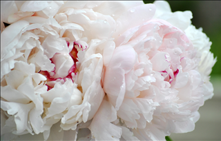 Tử vi Chủ nhật ngày 7/7/2019 của 12 con giáp: Dần rối bời, Ngọ vui vẻ