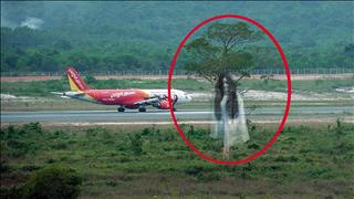 "Cây ma" ở sân bay Phú Quốc: Chuyện huyền bí về oan hồn cô gái trẻ