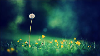 Tử vi thứ 2 ngày 5/8/2019 của 12 con giáp: Tuất vượng tài, Tý vượng danh